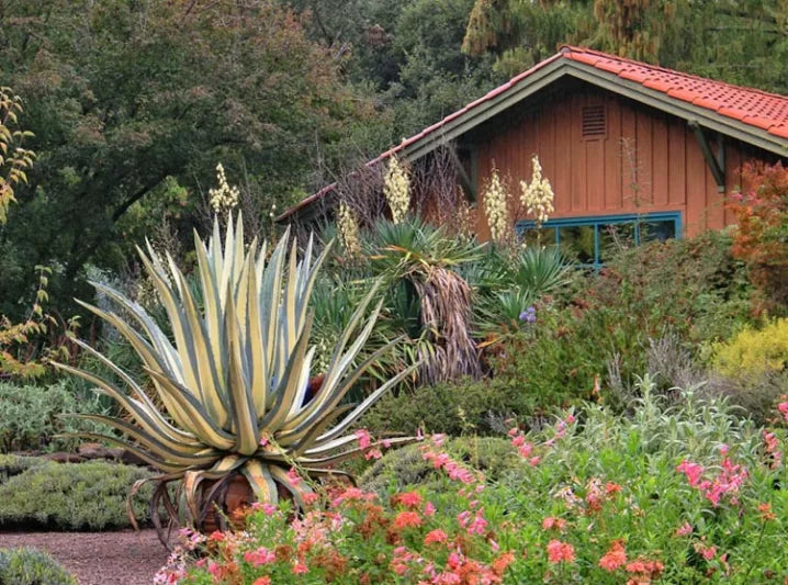 Agave Americana Mediopicta Alba (Variegated Century Plant)