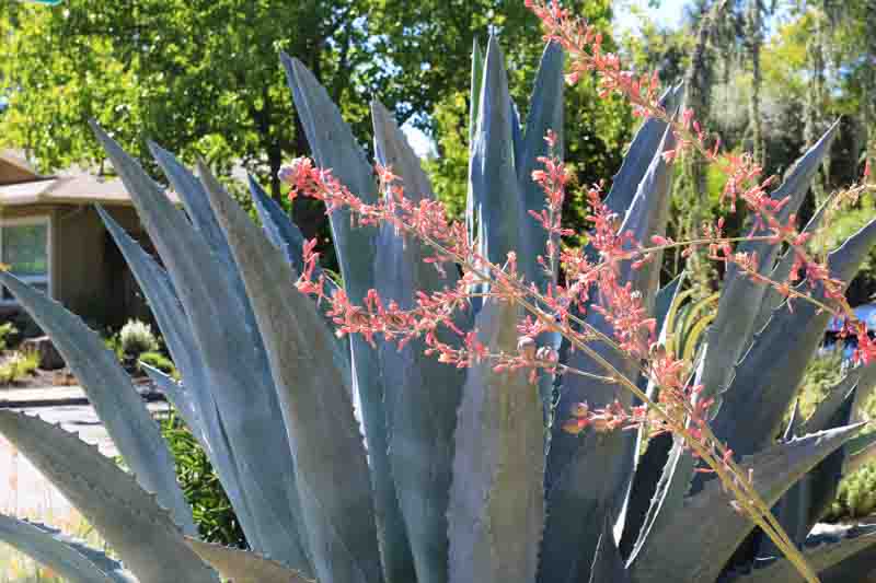 Agave Americana (Century Plant)