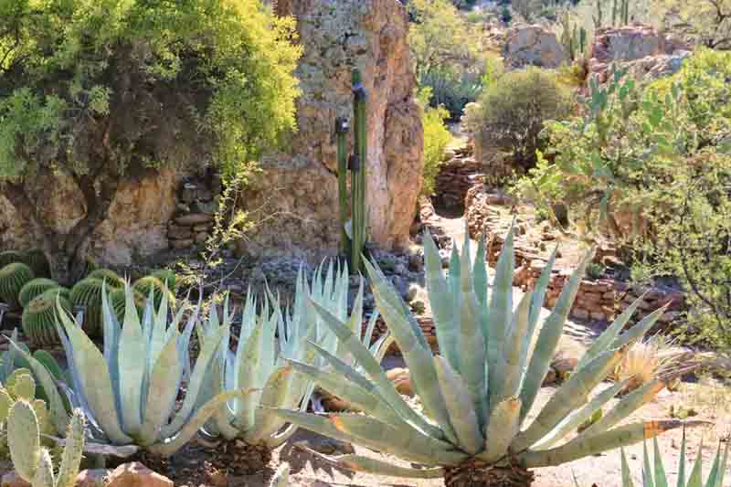 Agave Americana (Century Plant)