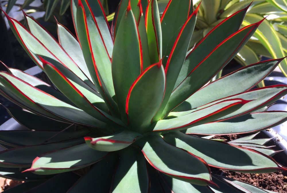 Agave 'Burnt Burgundy'