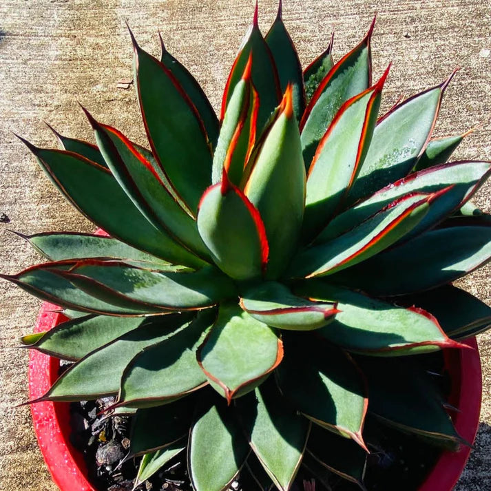 Agave 'Burnt Burgundy'