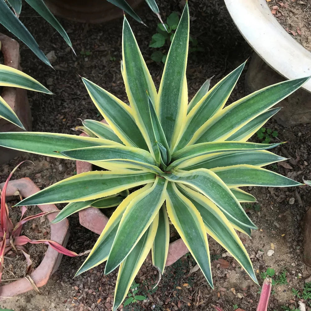 Agave desmettiana 'El Miradores Gold' (Golden Century Plant)