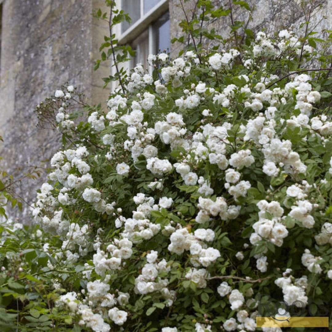 Rose Banksia Alba (Banksia Rose)