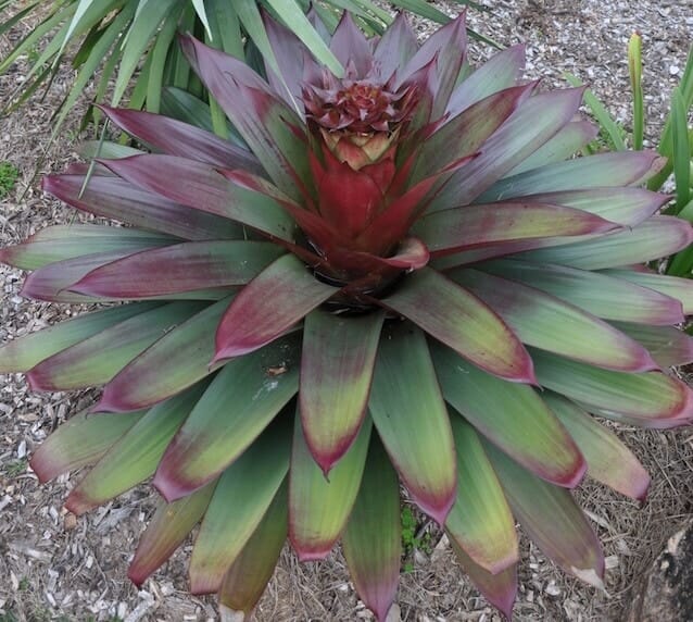 Alcantarea Imperialis 'Silver Plum' (Bromeliad)