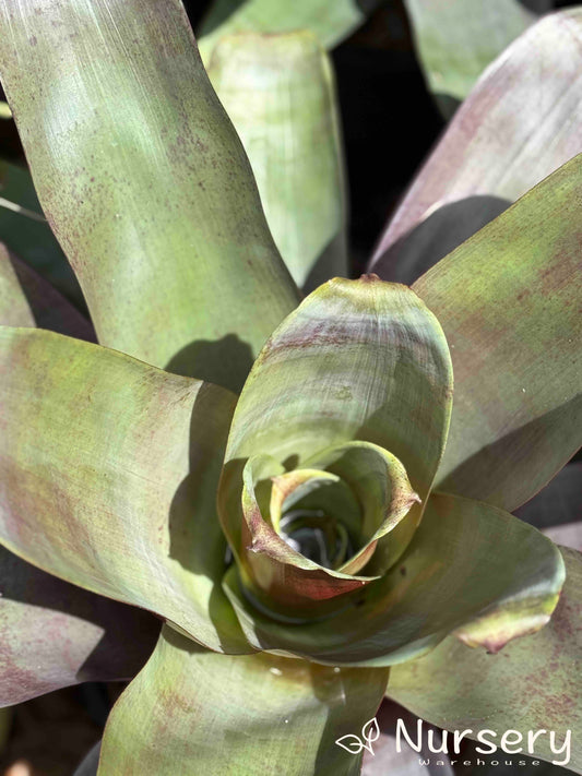 Alcantarea Imperialis (Giant Bromeliad | Silver Plum)