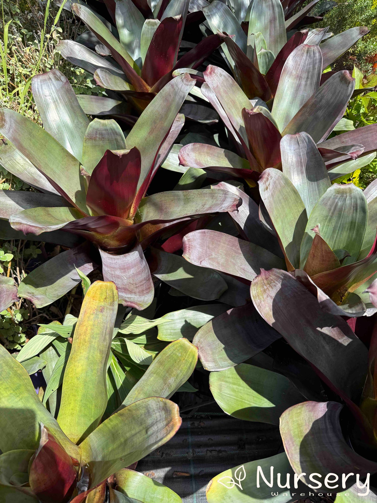 Alcantarea Imperialis (Giant Bromeliad | Silver Plum)