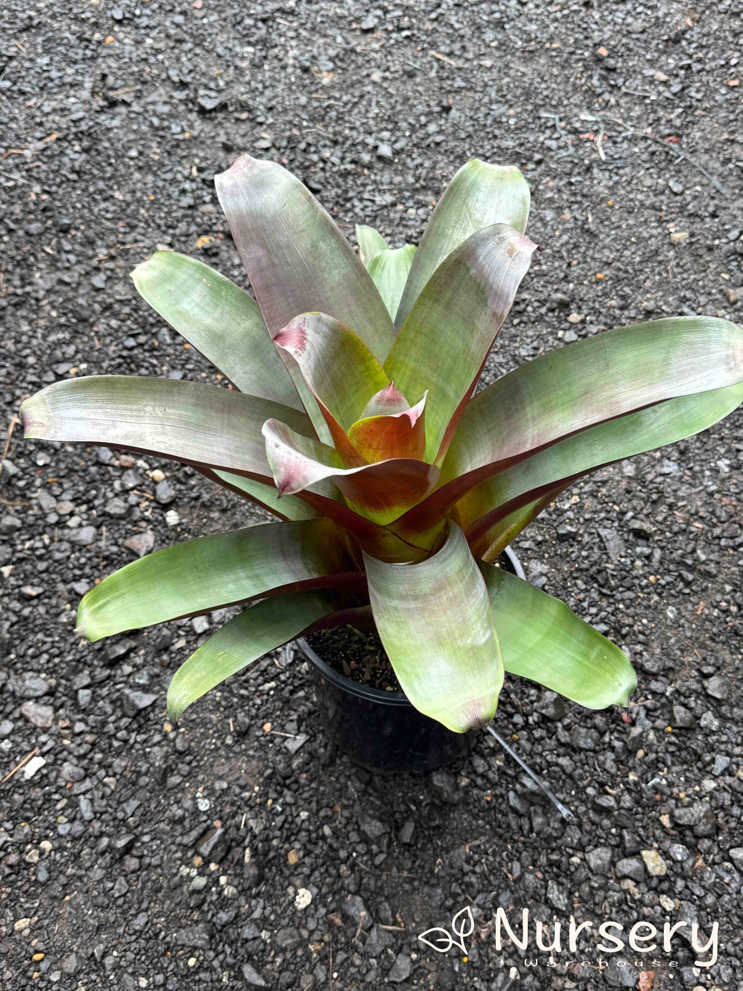 Alcantarea Imperialis 'Silver Plum' (Bromeliad)