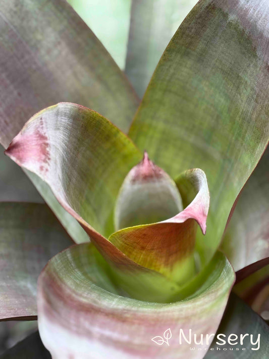 Alcantarea Imperialis 'Silver Plum' (Bromeliad)