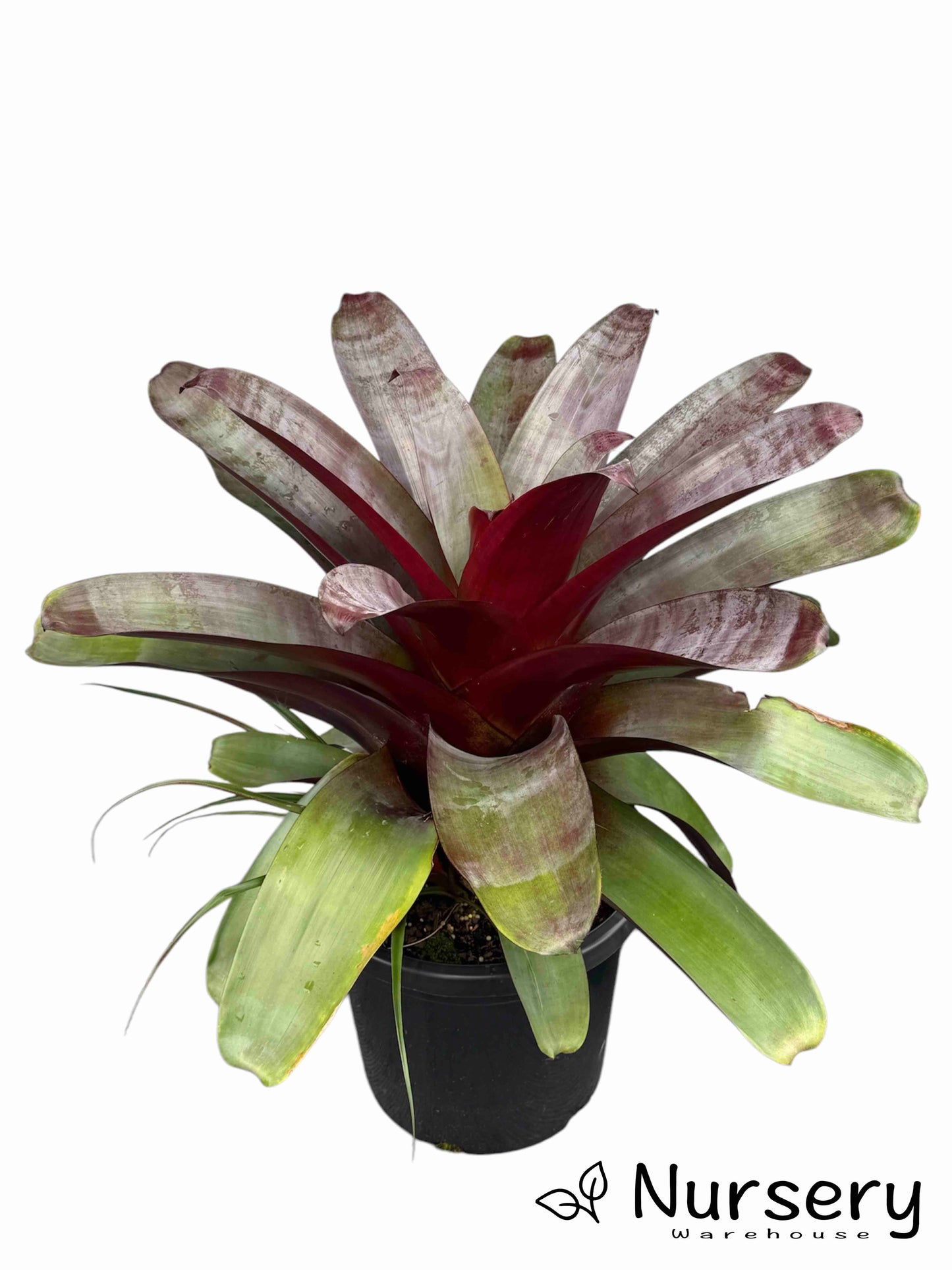 Alcantarea Imperialis 'Silver Plum' (Bromeliad)