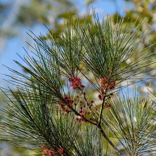 Casuarina Littoralis (Black She Oak)