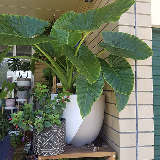 Alocasia Brisbanensis (Cunjevoi)