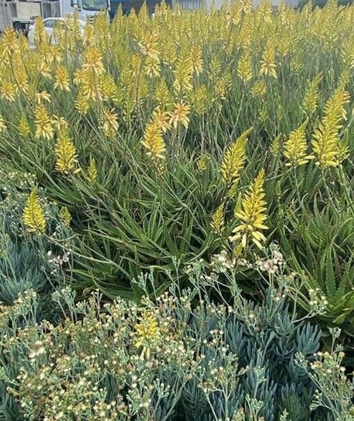 Aloe Hybrid (Bush Baby Yellow™)