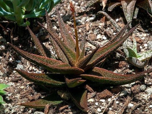 Aloe Latte