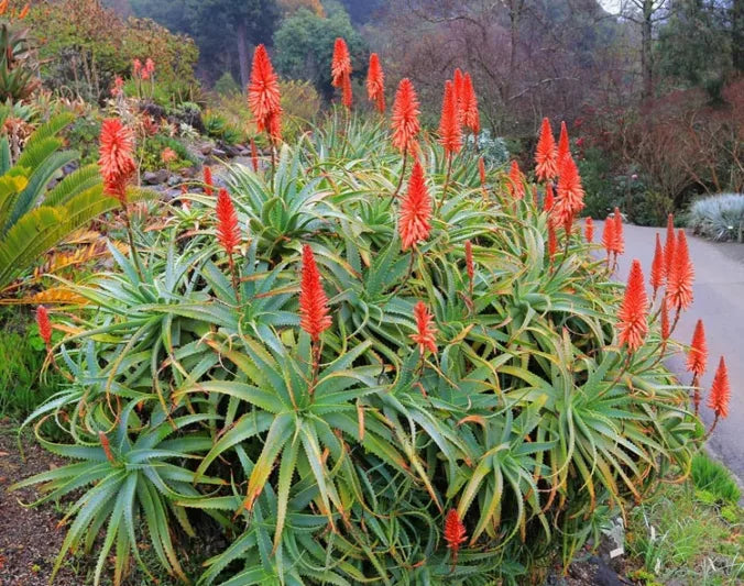 Aloe Arborescens (Torch Aloe)