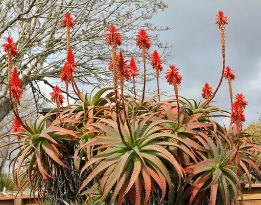 Aloe Arborescens (Torch Aloe)