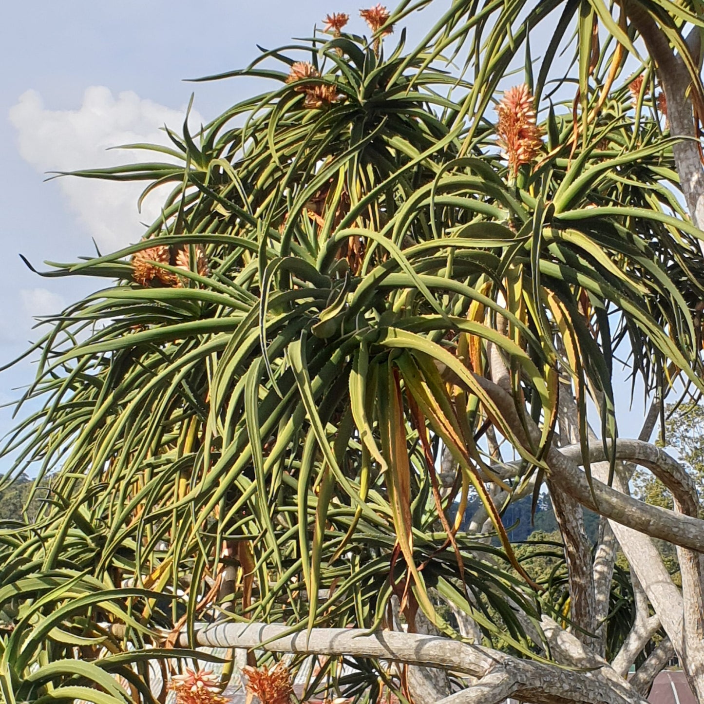 Aloidendron Barberae (Tree Aloe)