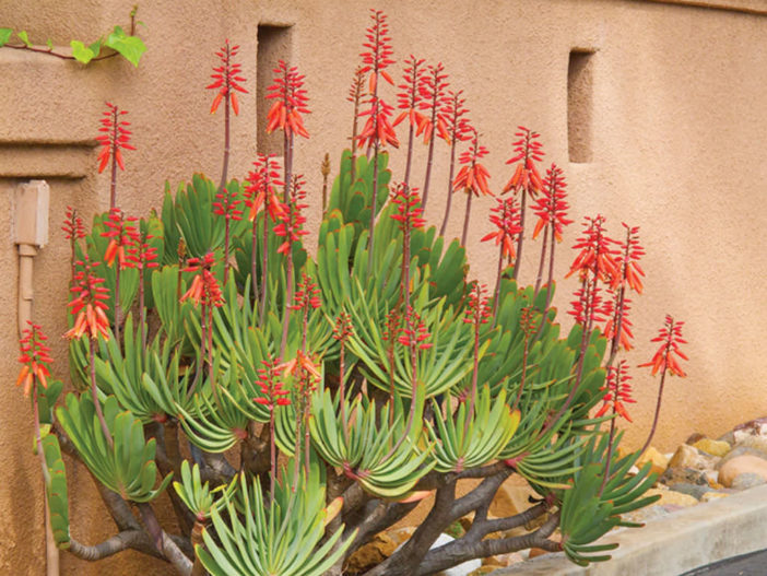 Aloe plicatilis (syn. Kumara plicatilis) (Fan Aloe)