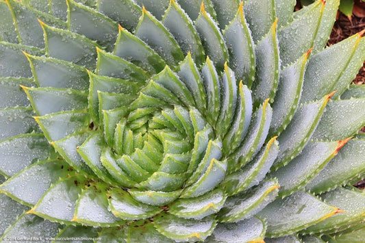 Aloe Polyphylla (Spiral Aloe) – Tissue Culture