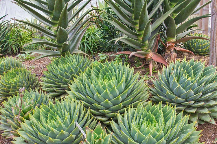 Aloe Polyphylla (Spiral Aloe) – Tissue Culture