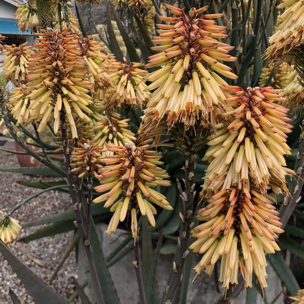 Aloe Hybrid (Moonglow™)