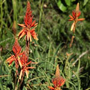 Aloe 'Topaz'