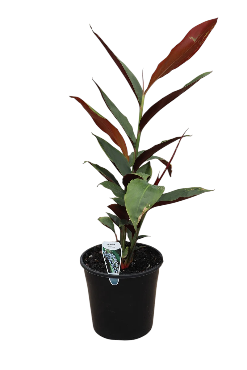 Alpinia Caerulea 'Red Back' (Red Back Ginger)