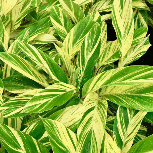 Alpinia Zerumbet 'Variegata' (Variegated Shell Ginger)