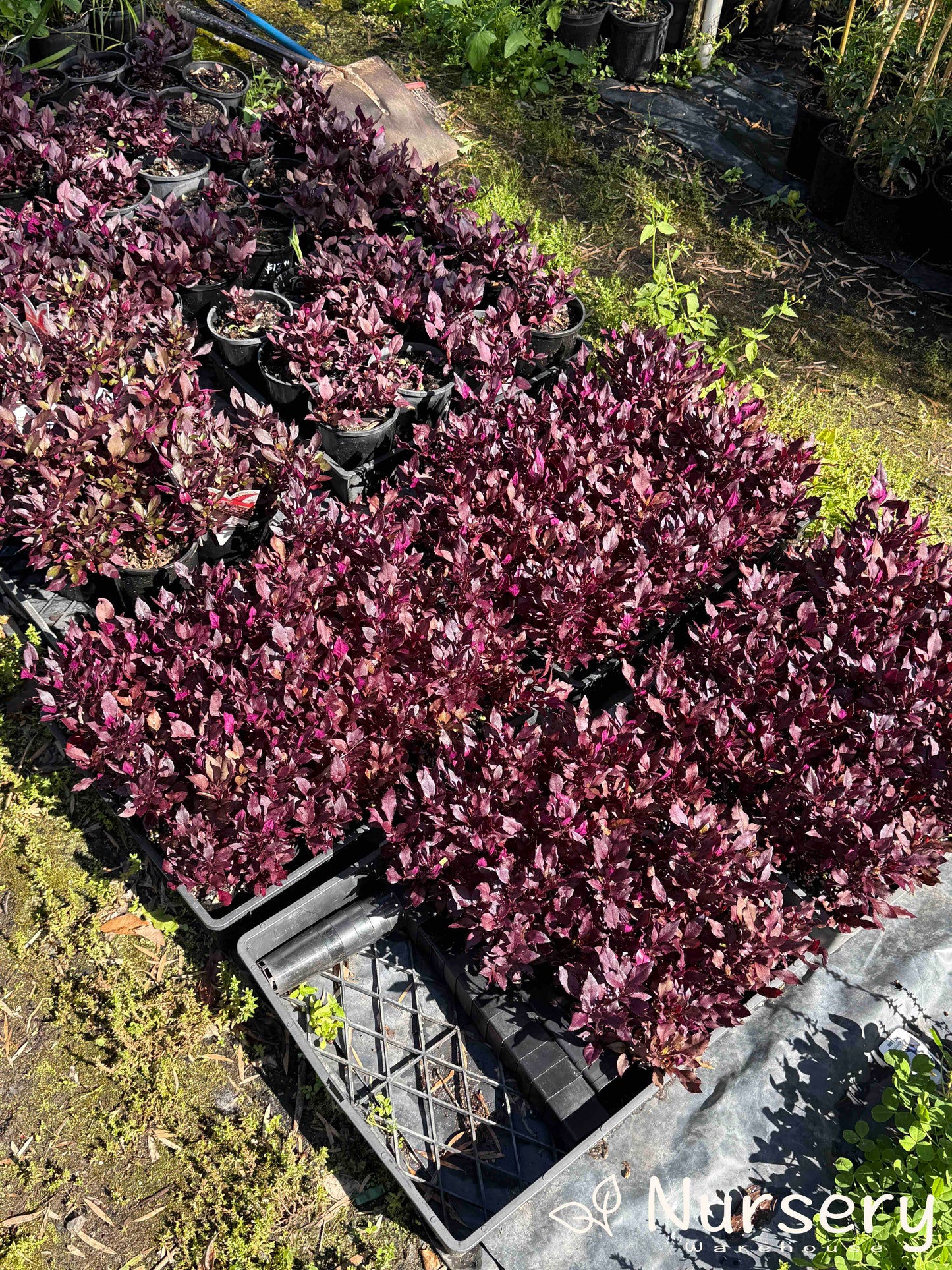 Alternanthera Dentata (Little Ruby)