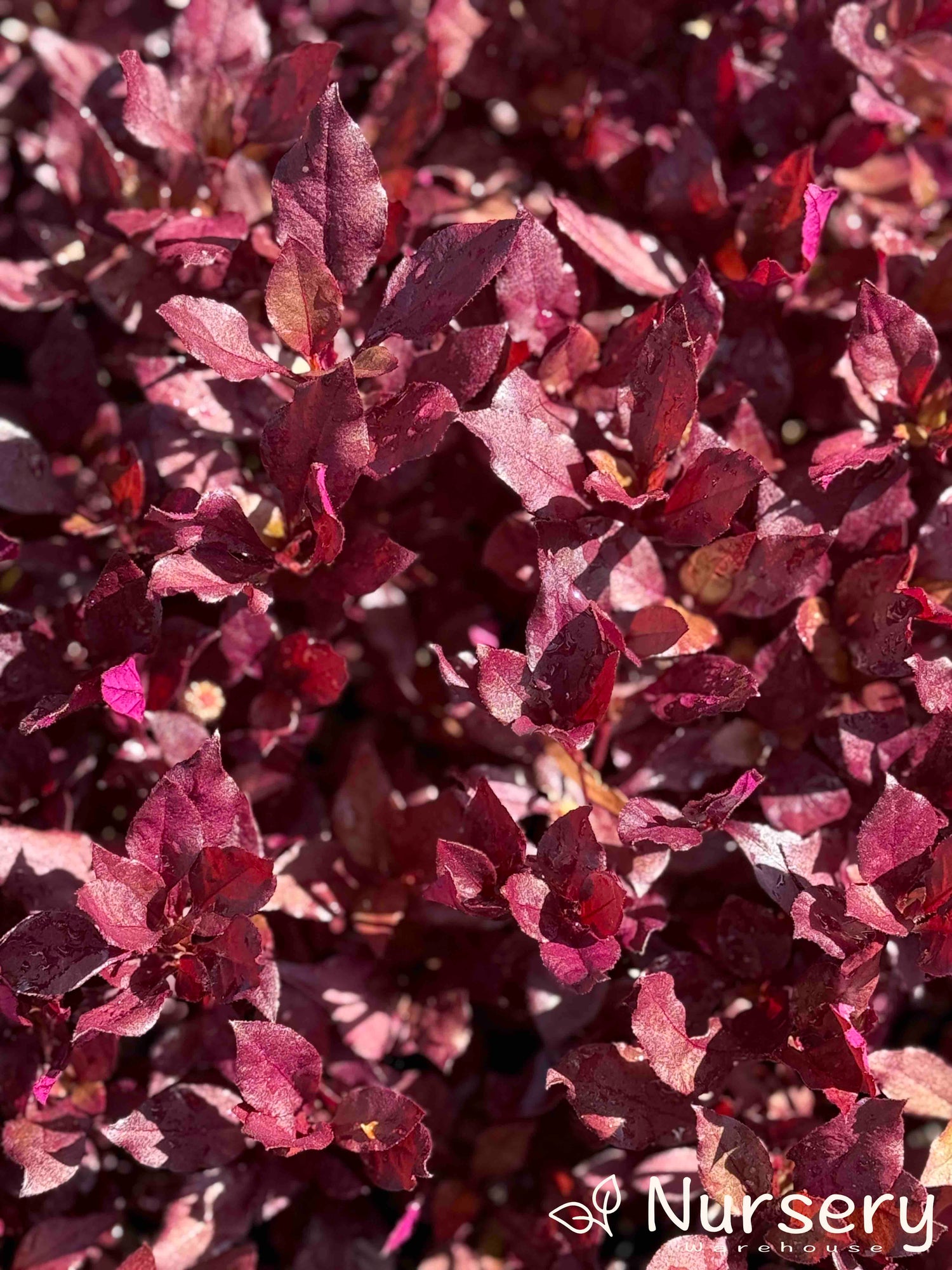 Alternanthera Dentata 'Little Ruby' plant in a 140mm pot, showcasing vibrant burgundy foliage perfect for garden beds or pots.