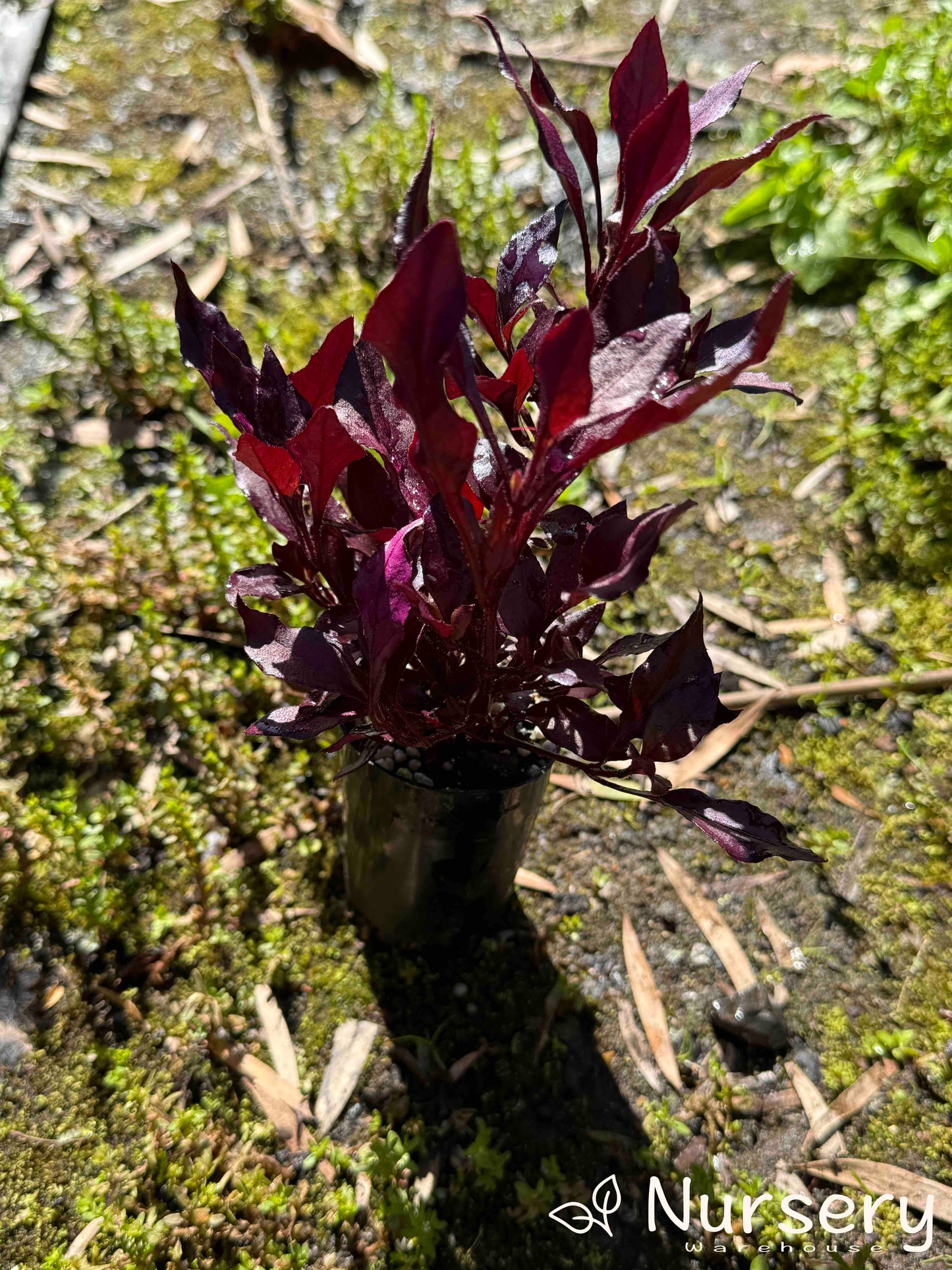 Alternanthera Dentata (Little Ruby)