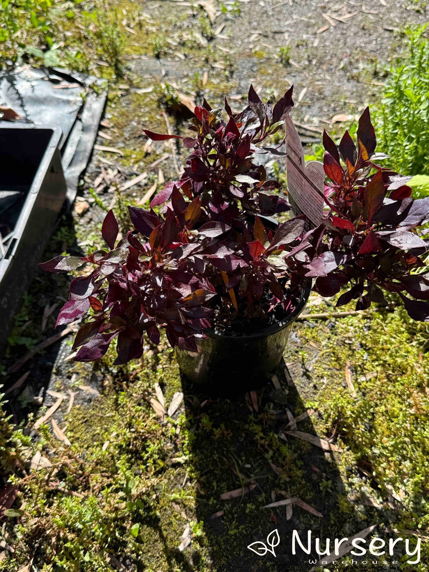 Alternanthera Dentata (Little Ruby)