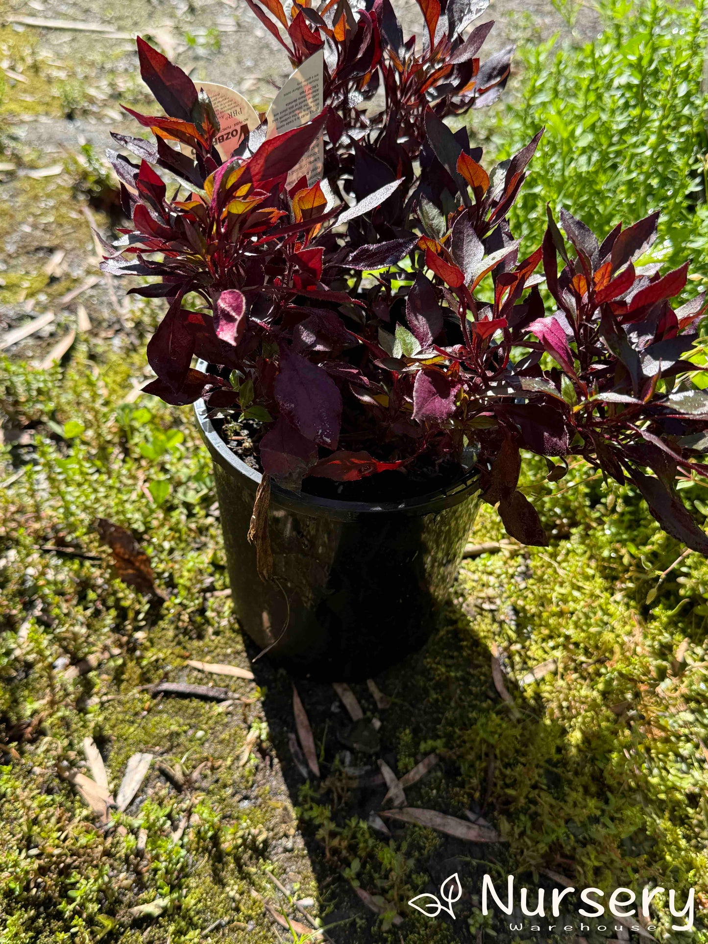 Alternanthera Dentata (Little Ruby)