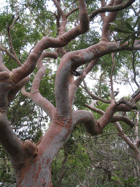 Mature Angophora Costata (Sydney Red Gum) tree highlighting its striking trunk and branching structure.