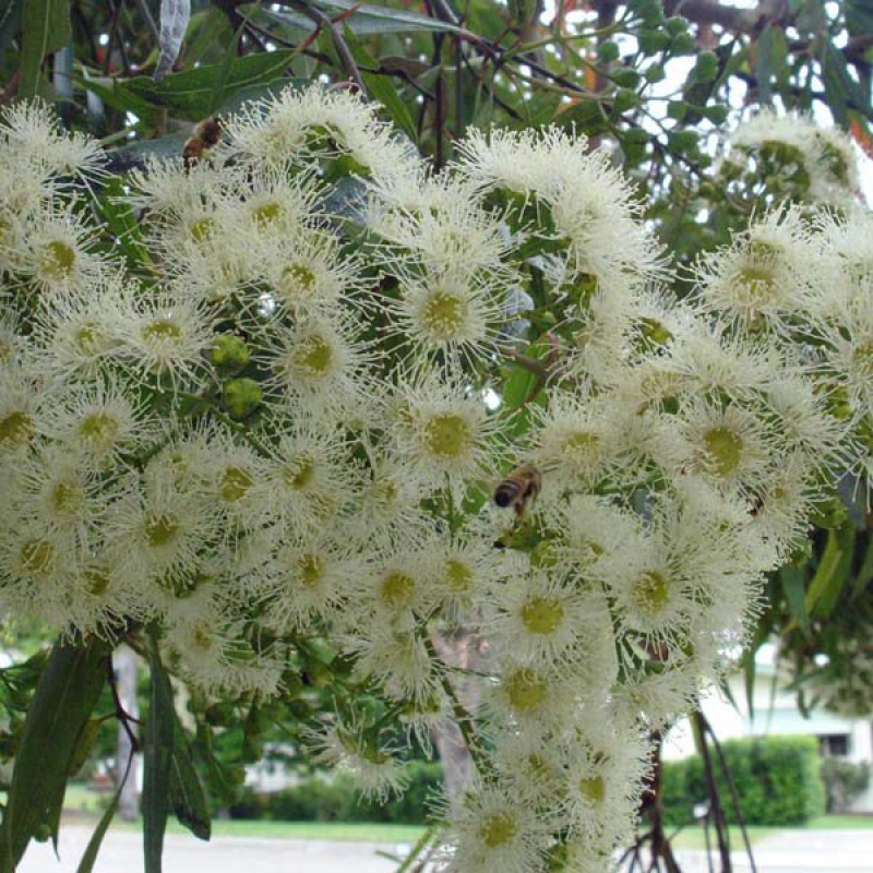 Fully grown Angophora Costata (Sydney Red Gum) tree adorned with delicate yellow and white blossoms.