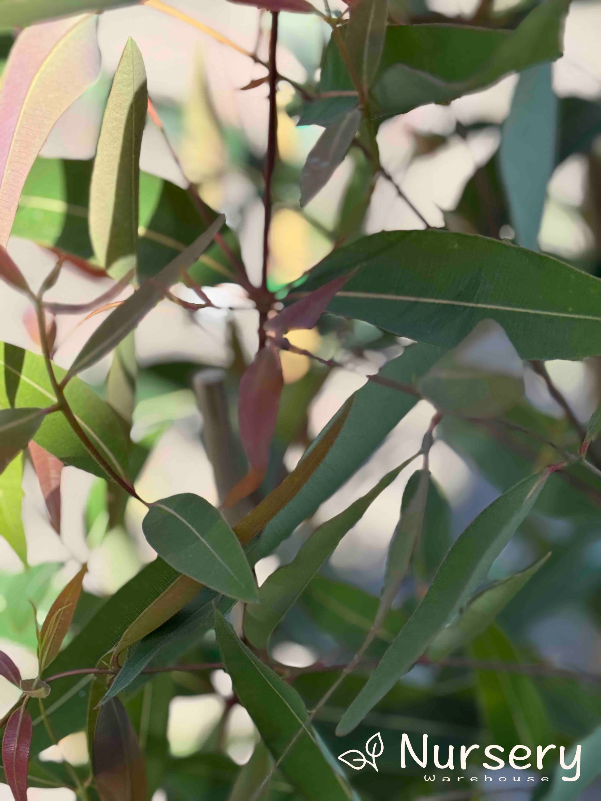 Close-up of Angophora Costata (Sydney Red Gum) showcasing its vibrant red and green leaves.