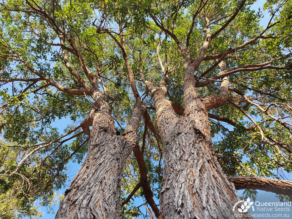 Angophora Floribunda (Rough Barked Apple)