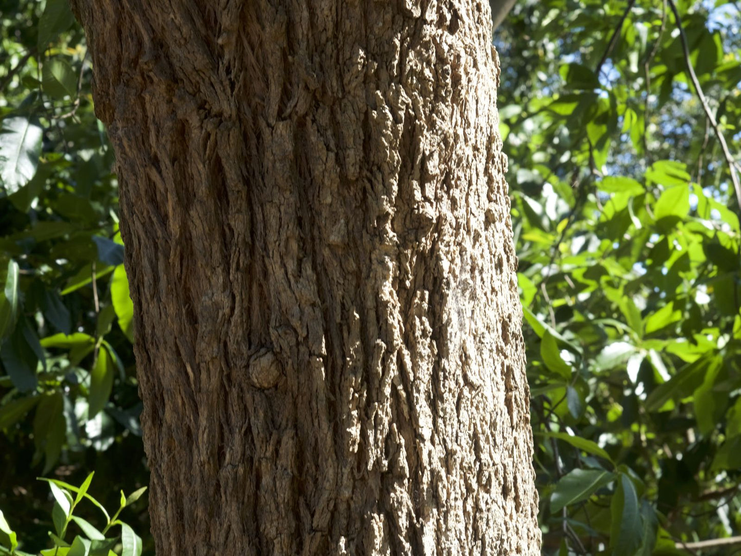 Angophora Floribunda (Rough Barked Apple)