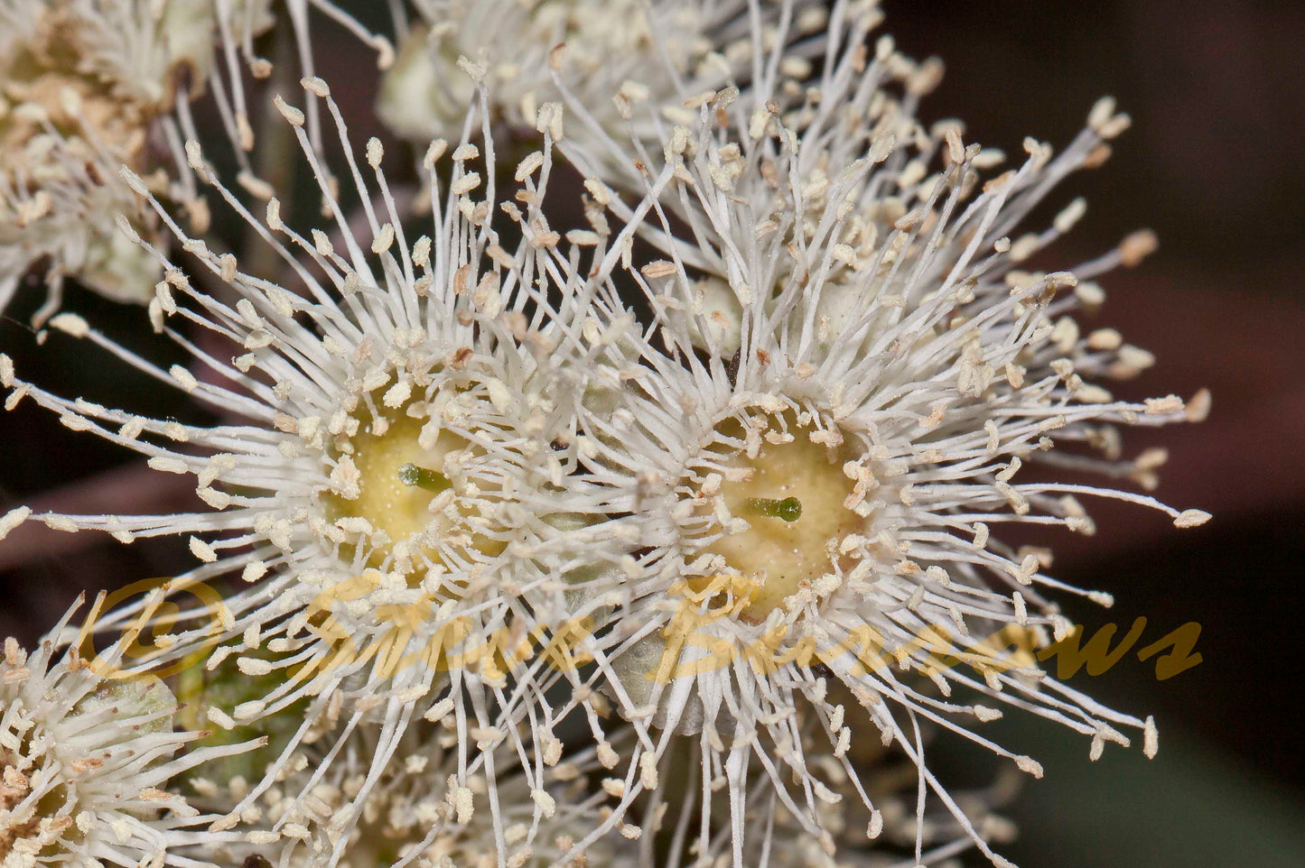 Angophora Floribunda (Rough Barked Apple)