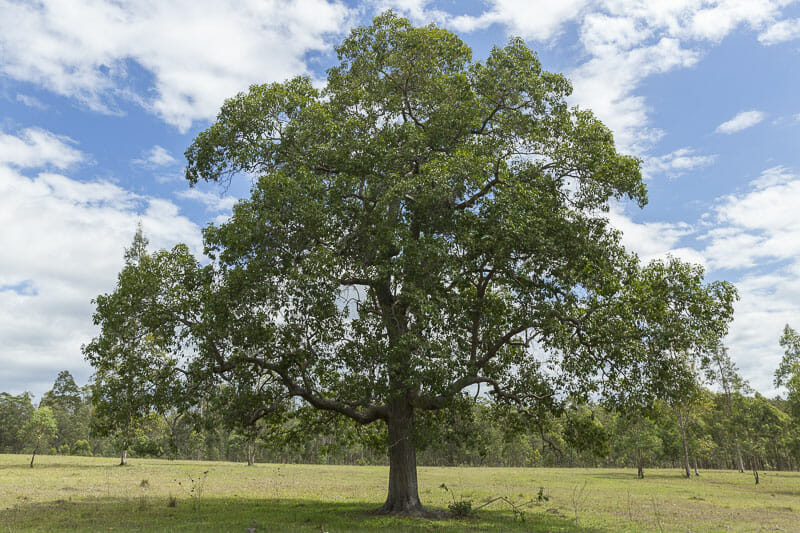 Angophora Floribunda (Rough Barked Apple)