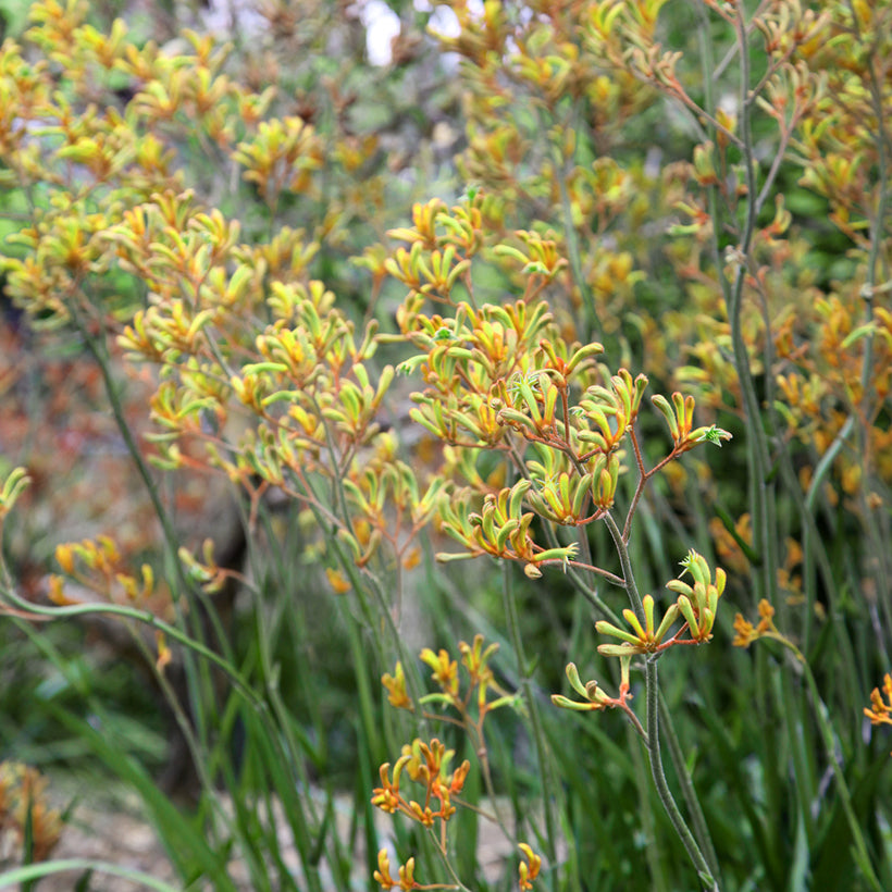 Anigozanthos Flavidus (Yellow Kangaroo Paw)