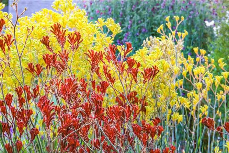 Anigozanthos Orange (Kangaroo Paw Orange)