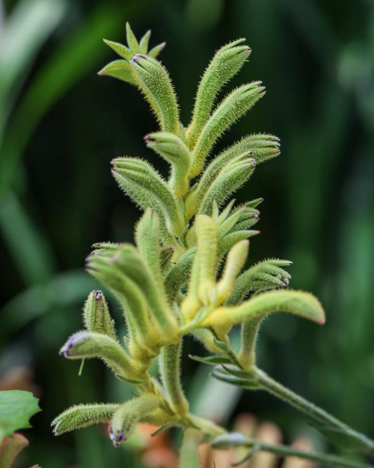 Anigozanthos Lime (Kangaroo Paw Lime)