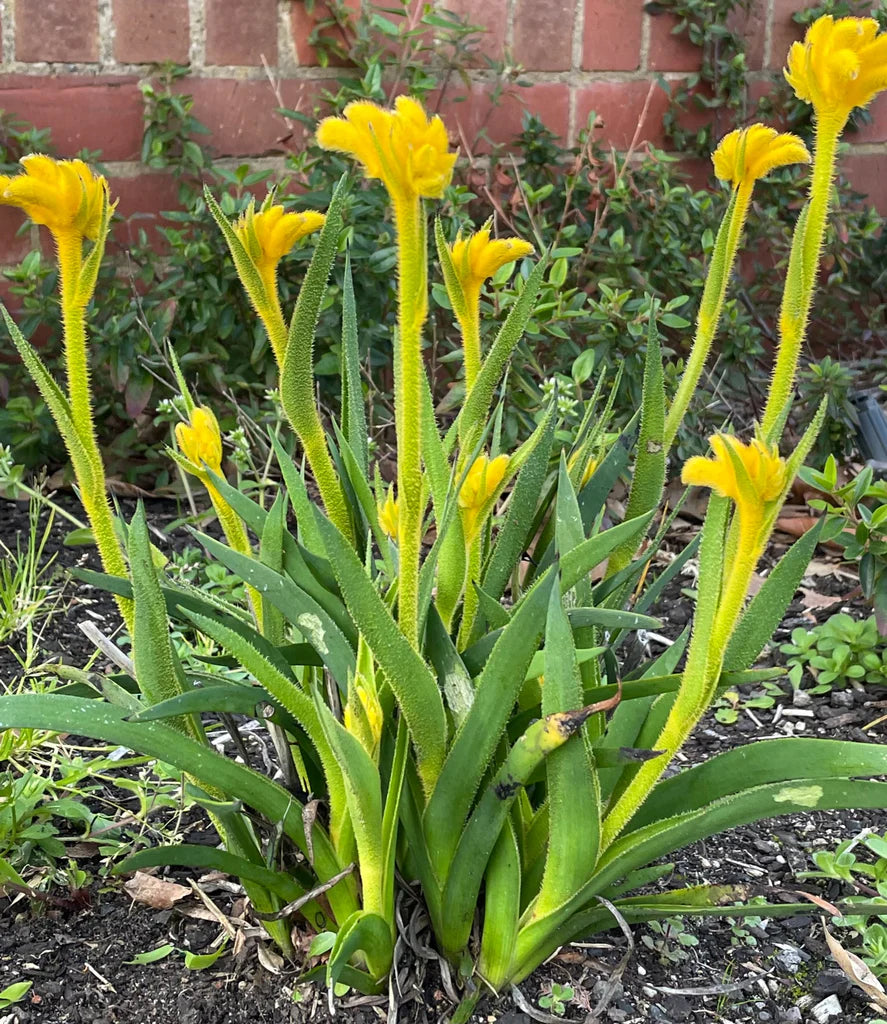 Anigozanthos Lime (Kangaroo Paw Lime)