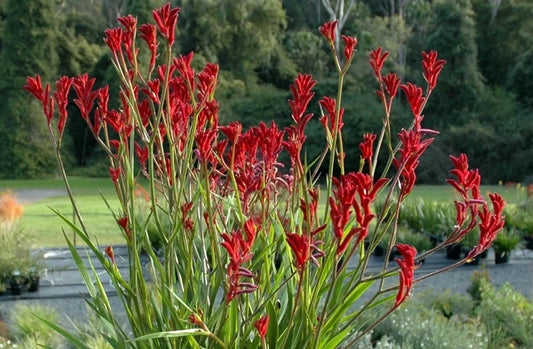 Anigozanthos Flavidus (Red Kangaroo Paw)