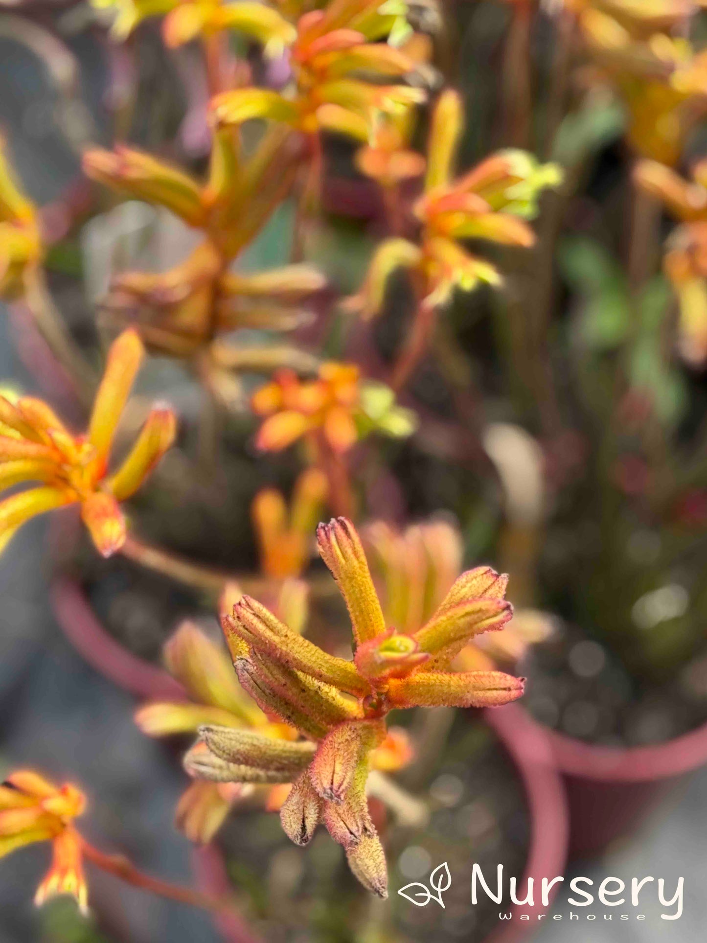 Close-up of Anigozanthos ‘Bush Surprise’ displaying vibrant orange flowers with a velvety texture.