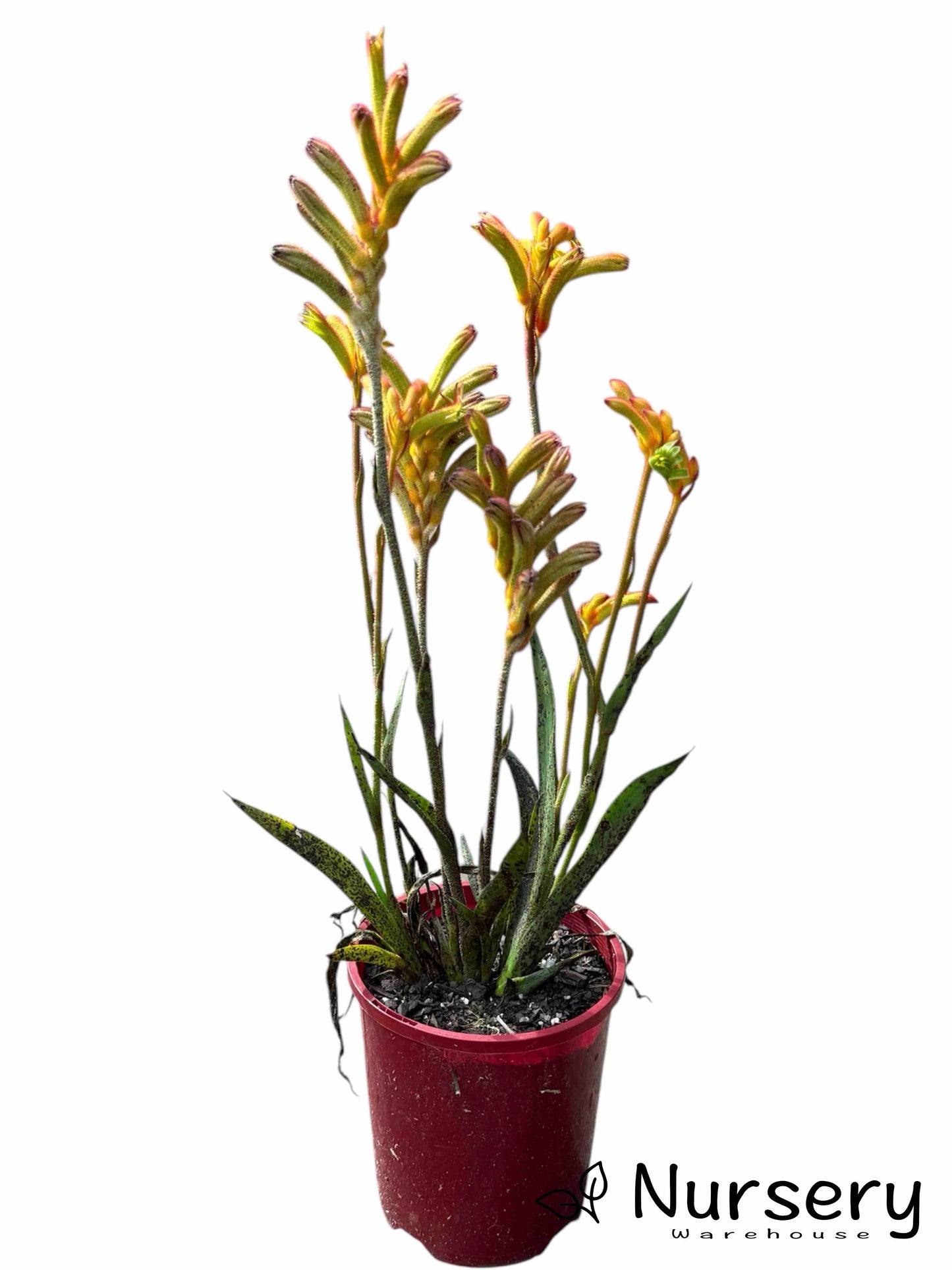 Anigozanthos ‘Bush Surprise’ in a nursery pot, ready for sale, featuring its tall flower stems and green foliage.