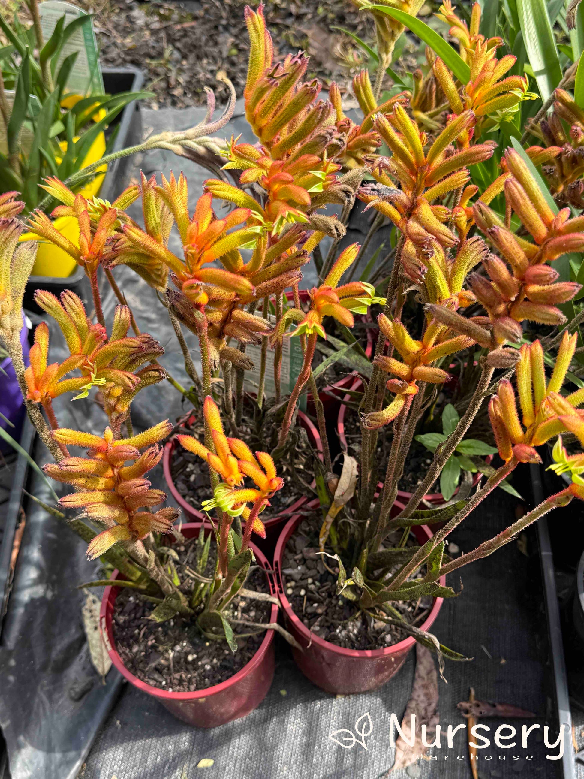 Multiple Anigozanthos ‘Bush Surprise’ plants available for sale, showcasing their bright orange flowers and healthy green foliage.