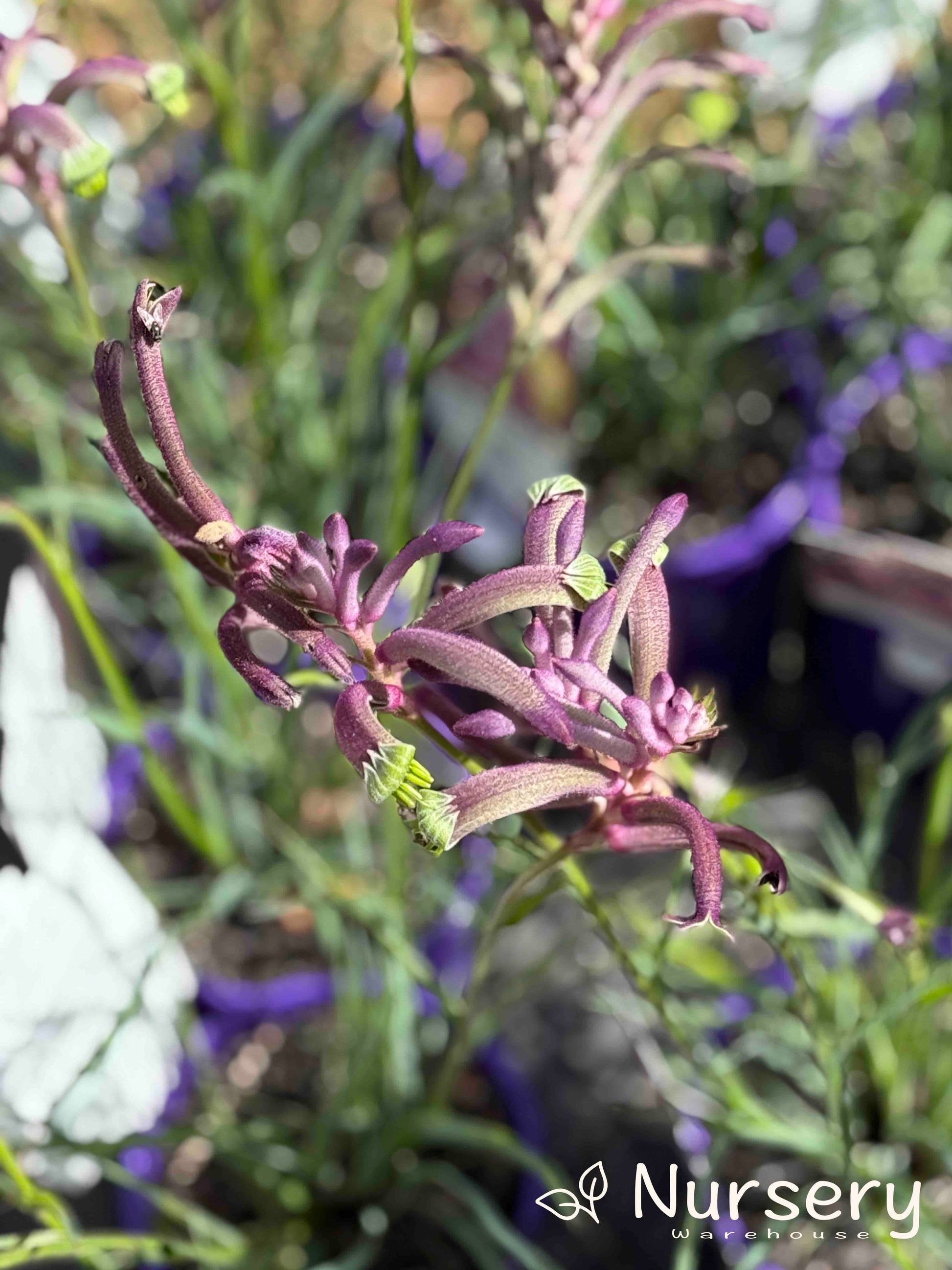 Close-up of Anigozanthos ‘Carnivale’ featuring vibrant purple to pink tubular flowers with velvety textures.