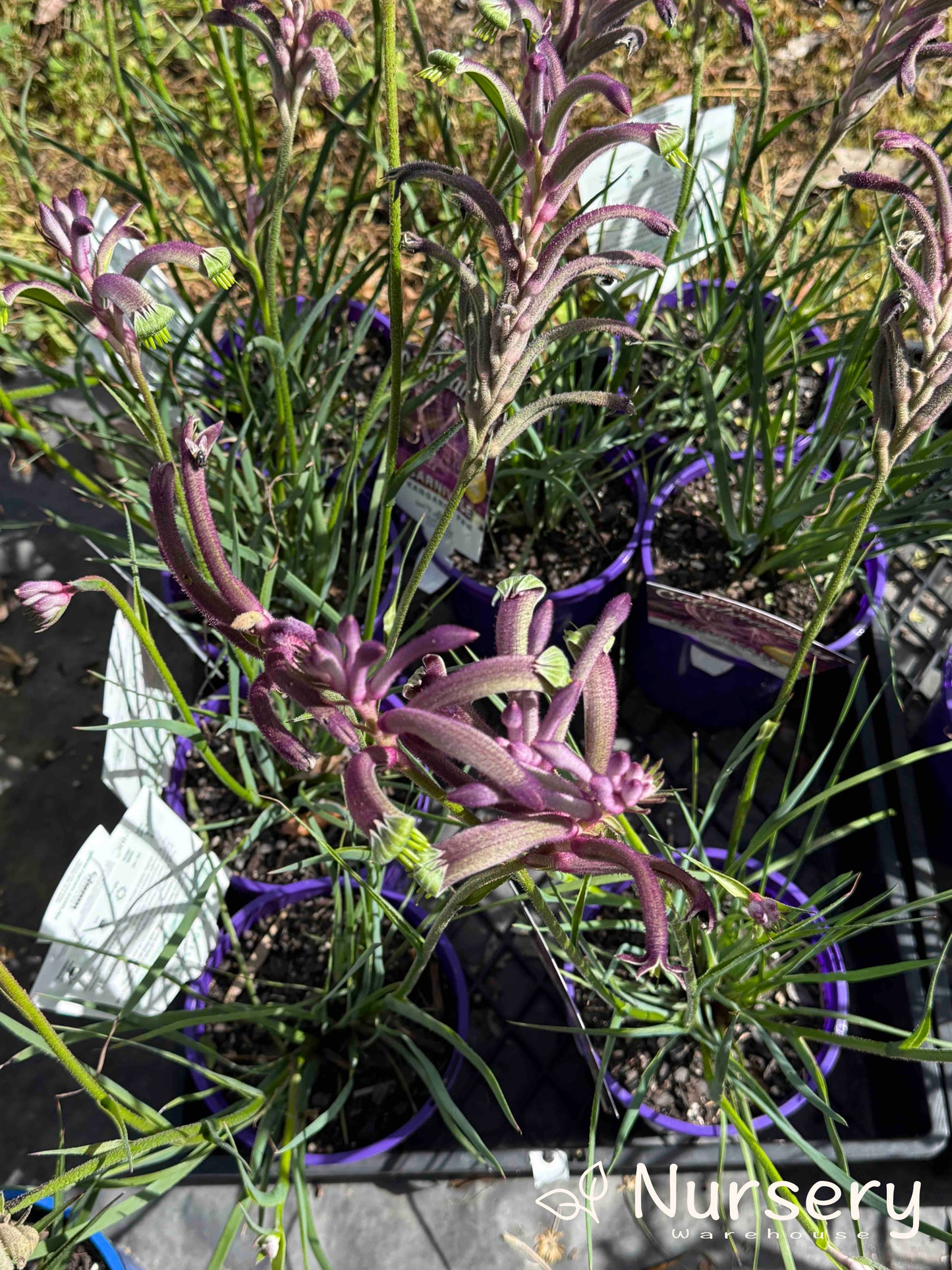 Multiple Anigozanthos ‘Carnivale’ plants available for sale, highlighting their unique flower colours and healthy foliage.