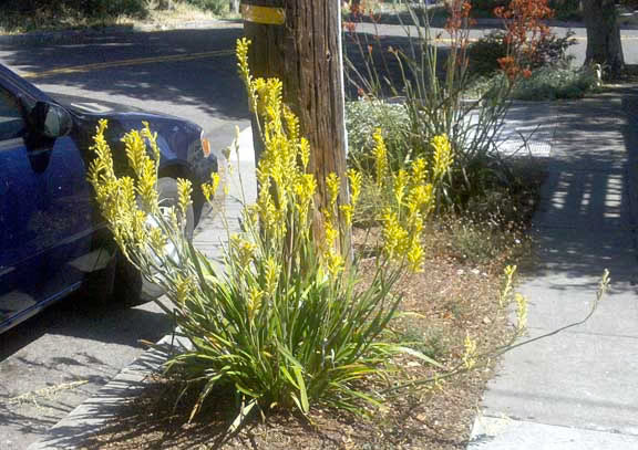 Anigozanthos Flavidus (Yellow Kangaroo Paw)